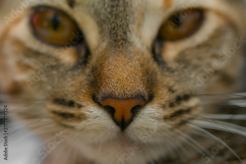 Macro detail of a cute cat nose and snout for pet care advertising