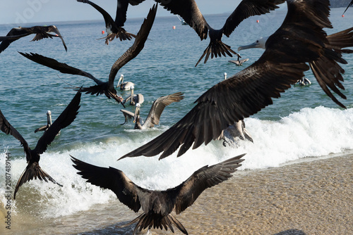 Title: Dynamic flock of sea birds flying over ocean waves near sandy beach shore
