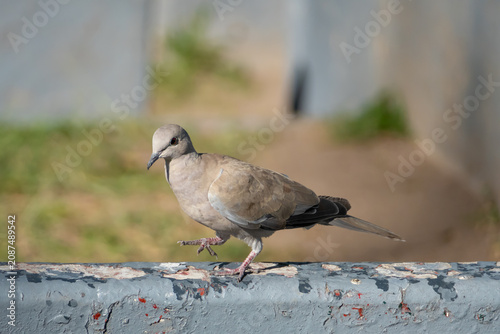 Turkish dove pigeon bird of the species 