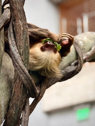 One animal sloth in tree 