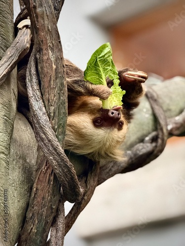 Sloth animal in tree eating greens 