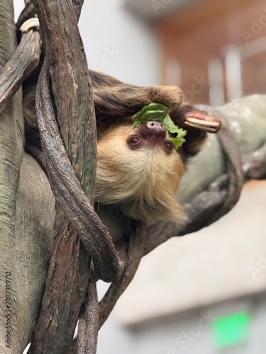sloth on a tree eating lettuce
