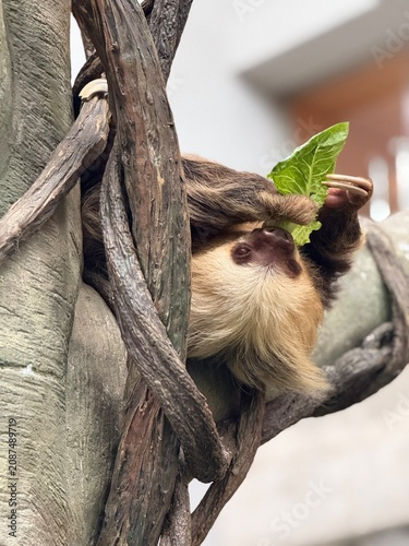 Sloth upside down eating lettuce
