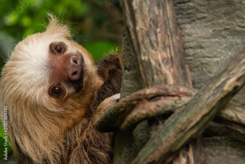 close up of a sloth in tree