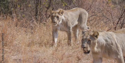 a close up of two lioness approaching at pilanesberg national park in south africa