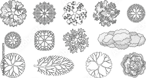 Canvastavla Botanical Tree Canopy Outline Collection with Landscape Top View Vegetation and