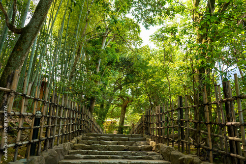 stairs in a bamboo forest