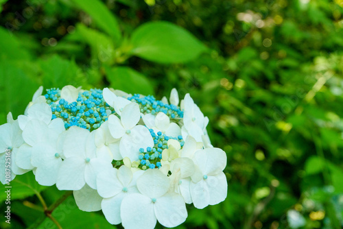 White and Light Blue Hydrangeas with green background