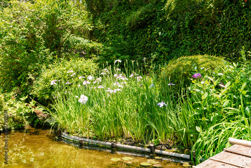 Japanese iris