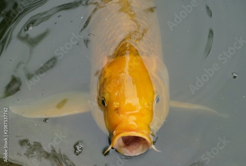 Yellow koi fish near water surface with open mouth and visible head details in a murky pond