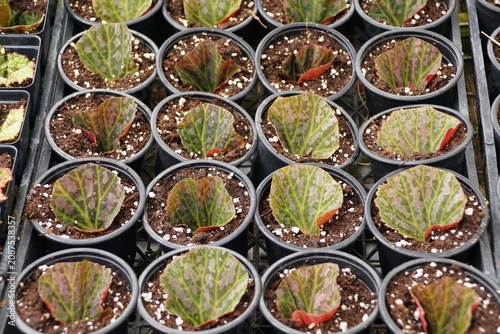 Multiple small black starter pots arranged in a tray, each containing a young, patterned, newly propagated Begonia chlorosticta x chloroneura leaf.