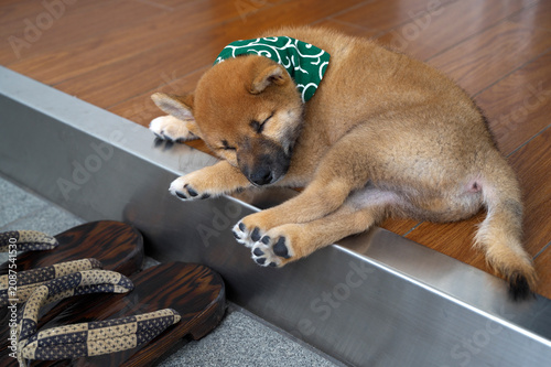 玄関先でうたた寝をする柴犬の赤ちゃん
