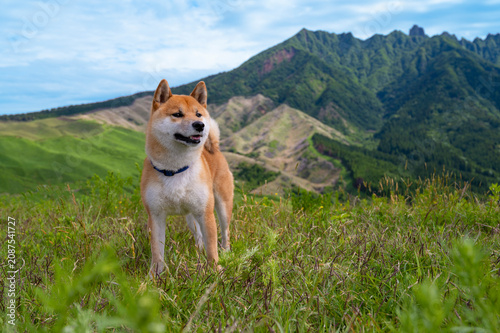 熊本県　根子岳を背景に箱石峠に立つ柴犬