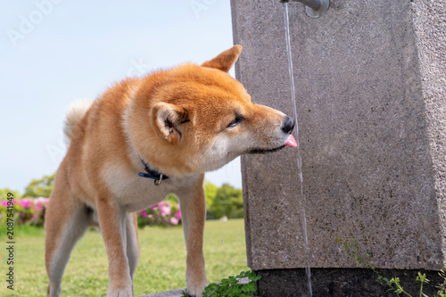 公園で水を飲む柴犬