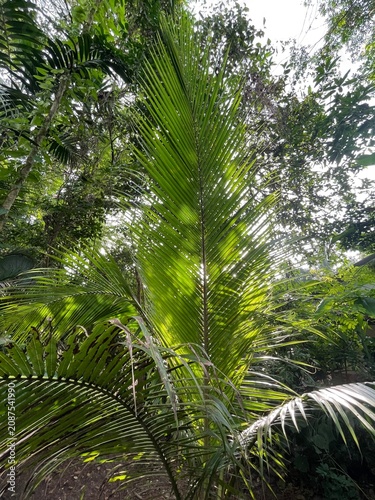 green palm tree