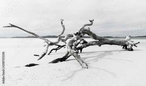 Photos Monochrome photo of tree washed up on beach in the Whitsunday Islands, Australia