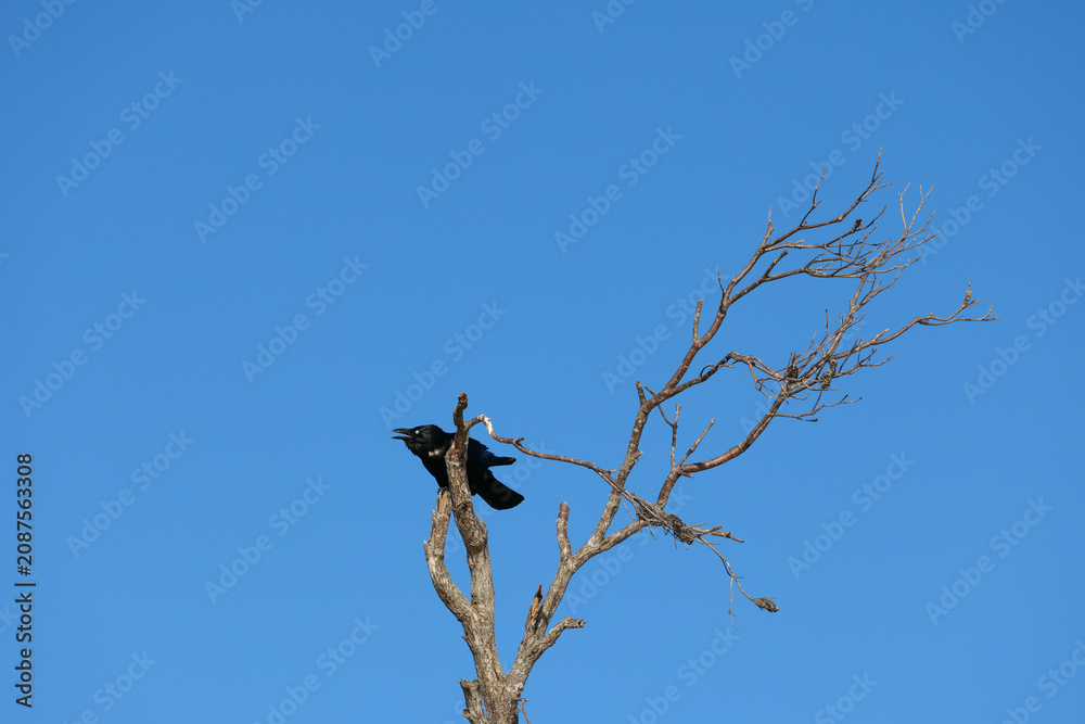Fototapeta premium Black Crow Perched on Bare Tree Branch Against Clear Blue Sky