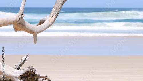 фотографія Weathered Driftwood Branches on a Sunny Byron Bay Beach Shoreline