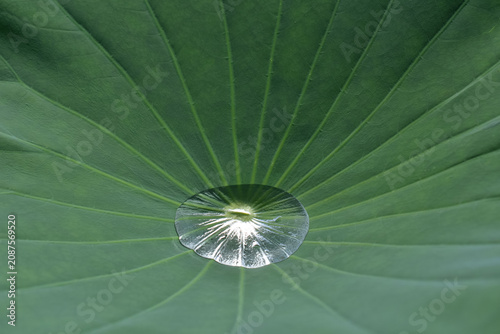 Fotografía ハスの葉