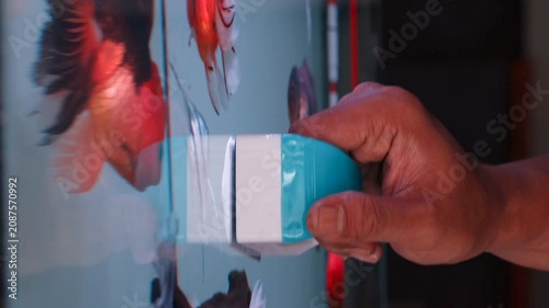 Hand cleaning aquarium glass with a magnetic algae scraper. Fish tank maintenance using a magnetic aquarium cleaner.