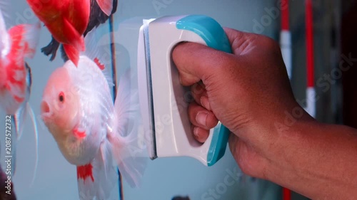 Hand cleaning aquarium glass with a magnetic algae scraper. Fish tank maintenance using a magnetic aquarium cleaner.