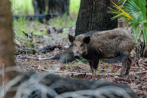 A feral hog (Sus scrofa), aka feral pig, wild boar, wild pig, in southwest Florida.