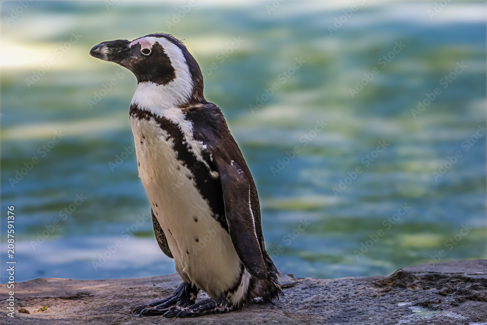Obraz premium African Penguin stands on a rock near the ocean, looking alert