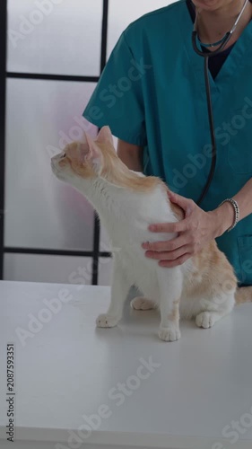 Veterinarian is examining the cat on table