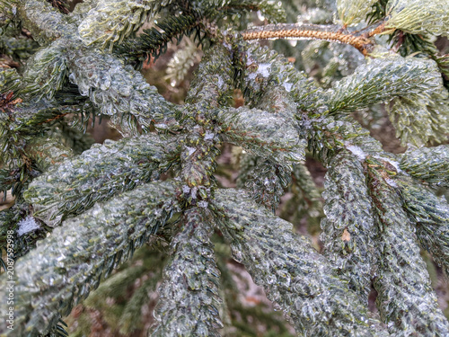 Фотография A close-up view of evergreen tree branches and green needles completely encased in thick, clear ice following a winter freezing rain storm