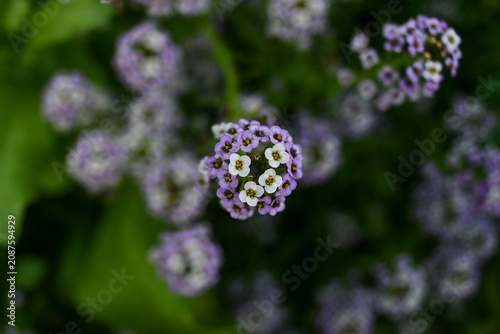 Purple sweet alyssum flowers in a garden