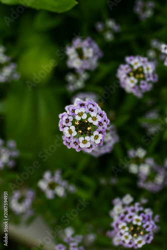 Purple sweet alyssum flowers in the garden