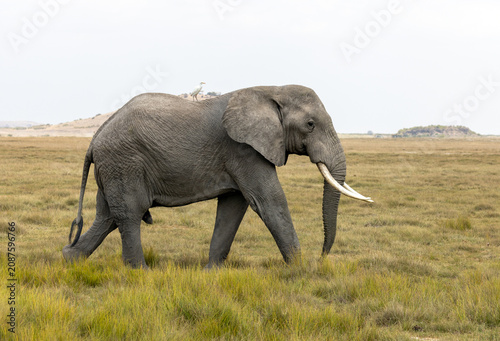 фотографія An African bush elephant bull walks across the grasslands of Amboseli National Park, Kenya