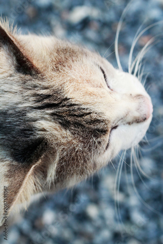 Photography High angle close up of a cute cat head with fluffy fur and long whiskers