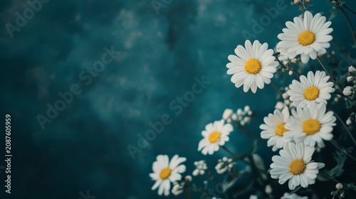 White daisies against a dark teal backdrop