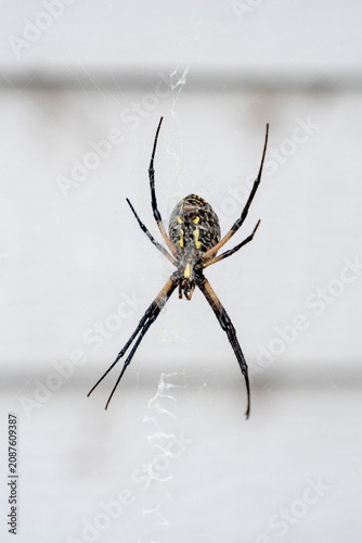 Εκτύπωση καμβά underside of a spider on a web