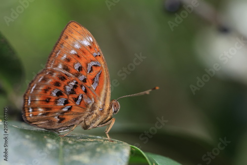 Larger Harlequin (Taxila haquinus)
The Harlequin butterfly, a symbol of vibrant beauty, bringing color to the shaded nooks of nature.Named after the iconic Italian costume pattern.