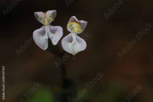 Nilgiri Disperis (Disperis neilgherrensis) 
terrestrial tuberous orchid belongs to the Orchidaceae family and features pale-pink flowers.It is named after the Nilgiri Mountain range in India.