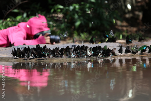 Photograph a swarm of butterflies at a mineral lick, lie flat on the ground and move slowly toward them to avoid startling them into flight.
Tat Ton National Park , Chaiyaphum ,THAILAND