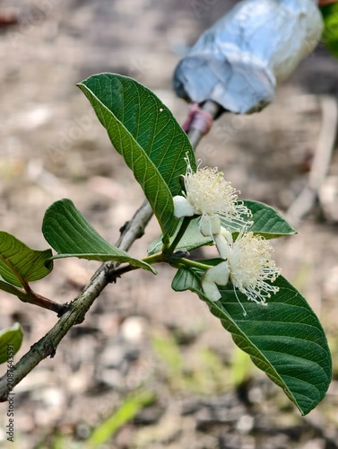 Foto Guava tree propagation using air layering technique and blooming guava flowers in orchard