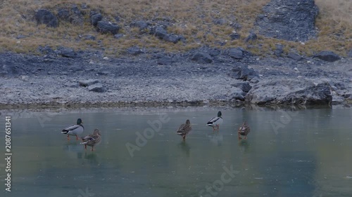 Wild ducks on frozen lake in Icelandic natural landscape
