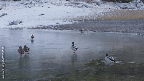 Wild ducks standing and swimming on frozen lake in Iceland during winter