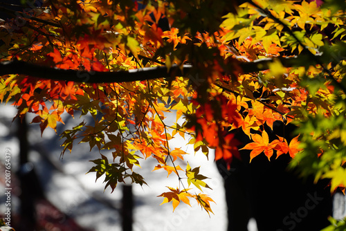 京都の仏教寺院の秋の紅葉した庭