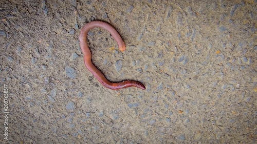 A detailed close-up of an earthworm crawling across concrete and soil, showcasing its segmented, moist body and natural texture while evoking garden ecology, composting, soil aeration and wildlife