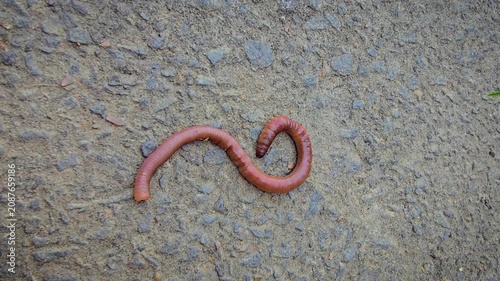 A detailed close-up of an earthworm crawling across concrete and soil, showcasing its segmented, moist body and natural texture while evoking garden ecology, composting, soil aeration and wildlife