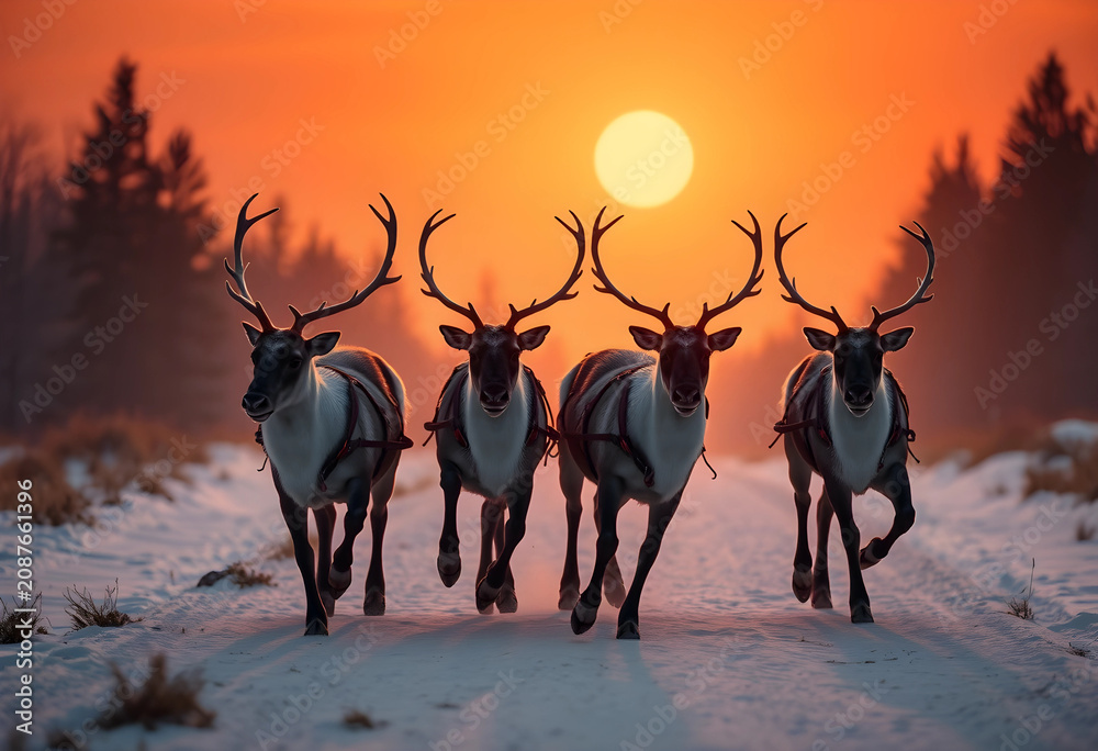 Fototapeta premium Four reindeer running on snowy path at sunset