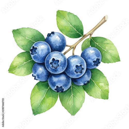 A cluster of ripe blueberries with waxy skins and vibrant green leaves on woody stems against a transparent background in a watercolor botanical illustration style