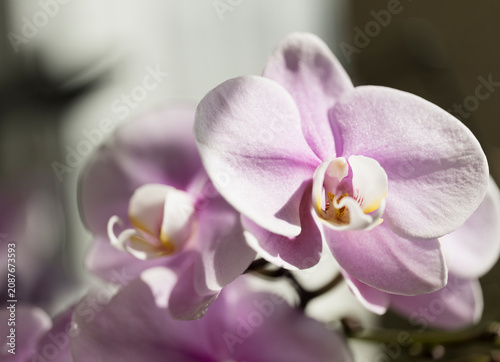Quadro su tela Delicate Pink Flowers of Phalaenopsis Orchid Charming Oriental Beauty '1150'