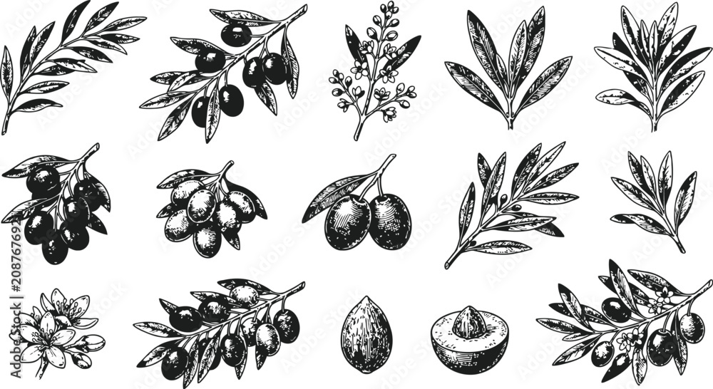 Fototapeta premium Engraving vintage olive branches with fruit and leaves against a white background for botanical illustration