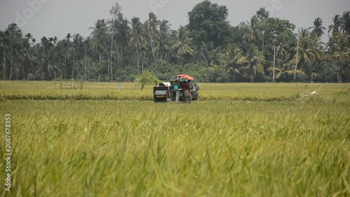 rural rice field