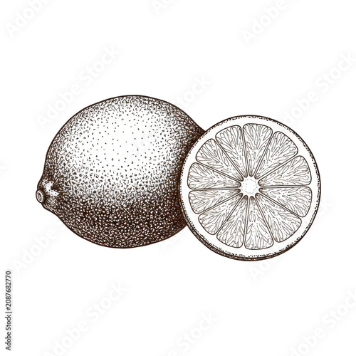 botanical ink drawing of a whole lime and a cross-section on a stark white background with intricate cross-hatching and stippling, classic scientific illustration concept